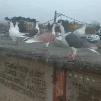 کفتر بوم رنگی دورگ