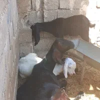 فروش سه عدد بز معاوضه با موتور