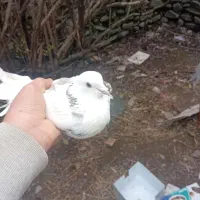 جفت مست و پرشی
