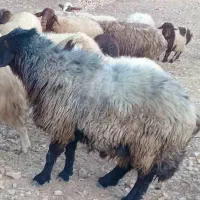 گوسفند جهت فروش
