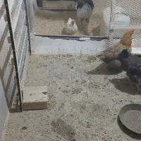 مرغ و خروس|حیوانات مزرعه|محمدشهر, محمدشهر|دیوار