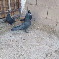 بل نر بازیکن سبز زاغ|پرنده|ریگان, |دیوار