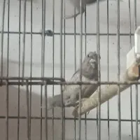 معاوضه فنج|پرنده|یزد, |دیوار