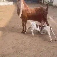 بزحجازی اصل