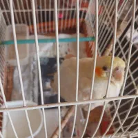 گمشده عروس هلندی|حیوانات|تهران, دکتر هوشیار|دیوار