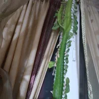 دو شاخه  کاکتوس