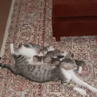 تعدادی بچه گربه رایگان