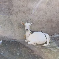 بز سانن