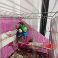 پرنده|پرنده|جوانرود, |دیوار