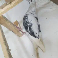 کفتربومب تربت