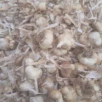سیر ریزو درشت