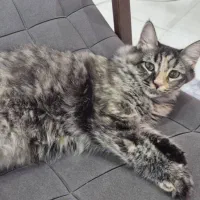 گربه|گربه|شهریار, شهرک امیریه|دیوار