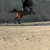 اسب نریان مادیان کره