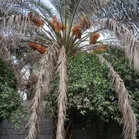 باغچه-فروشی-500متری
