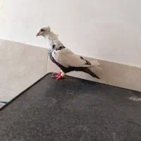 کفتردمب سرور زیر ورو دار و مخمل پلنگ، جوجه کله