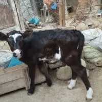فروش دو گاو شیری با گوساله|حیوانات مزرعه|لامرد, |دیوار