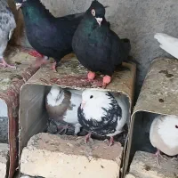 سیاه چشم نک|پرنده|باغ بهادران, |دیوار