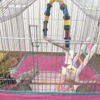 عروس هلندی ، مرغ عشق ، فنج