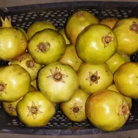 انار شیرین