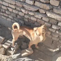 سگ پاکوتاه نر