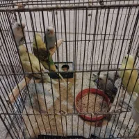 ۷ عدد مرغ عشق جوجه با یک ماده بالغ