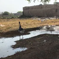 غاز بزرگ