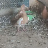 میولمنز درجه یک|پرنده|برازجان, |دیوار