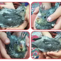 جوجه عروس هلندی سرلاکی|پرنده|اوز, |دیوار