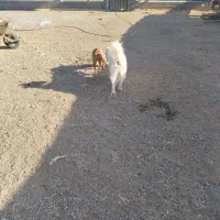 سامویید|سگ|تهران, یاخجی آباد|دیوار