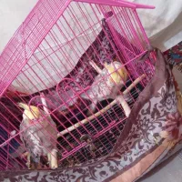 فروش دوعدد عروس هلندی