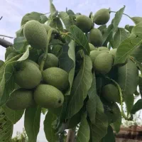 نهالستان بزرگ امام علی فروش نهال گردوبادام گیلاس..