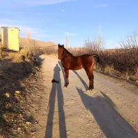 اسب گمشده یا دزدیدن