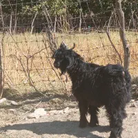 ۴ عدد بزغاله چاق|حیوانات مزرعه|ایلام, |دیوار