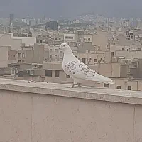 کفتر کبوتر پرشی