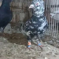 عتیغه کبوتر|پرنده|بجنورد, |دیوار