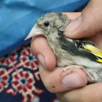 دوتا سهره|پرنده|لنگرود, |دیوار