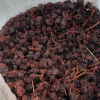 مویز