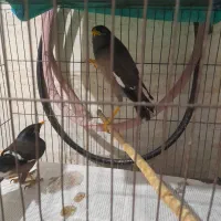 خوشگل مینا|پرنده|رشت, معلولین|دیوار