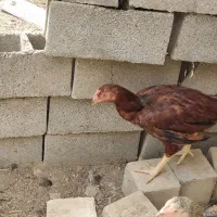 مرغ و خروس لاری اصیل