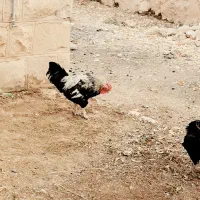 خروس و مرغ چهل تاج|حیوانات مزرعه|چیتاب, |دیوار