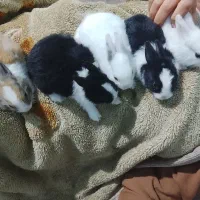 ۸عدد خرگوش کوچولو|موش و خرگوش|برازجان, |دیوار