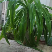 گل بیلبرجیا (اشک ملکه)