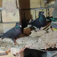 زاغ کرمانی تاجی چشم سیاه چونگ سفید عروسک