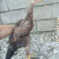 سه عدد لاری نژاد دار|حیوانات مزرعه|چالوس, |دیوار