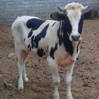فروش گوساله
