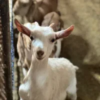 کود گوسفند|گل و گیاه طبیعی|یزد, |دیوار