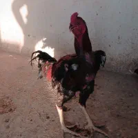 یک عدد لاری نژاد اوشاما