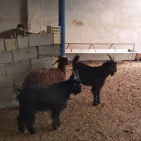 بزغاله بز میش قوچ دوبر|حیوانات مزرعه|نجف‌آباد, کهریزسنگ|دیوار