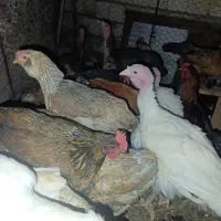 بوقلمون نر|حیوانات مزرعه|مهریز, |دیوار