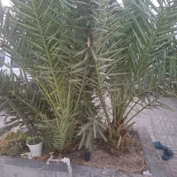 نخل|گل و گیاه طبیعی|اصفهان, علی قلی آقا|دیوار